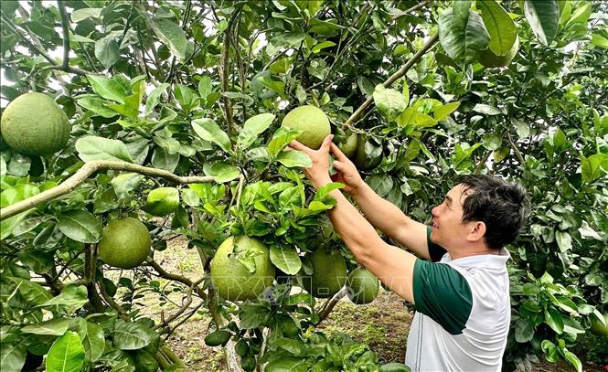 Vườn bưởi trĩu quả của người dân huyện Sông Hinh thu hút khách tham quan. Ảnh: Tường Quân - TTXVN 