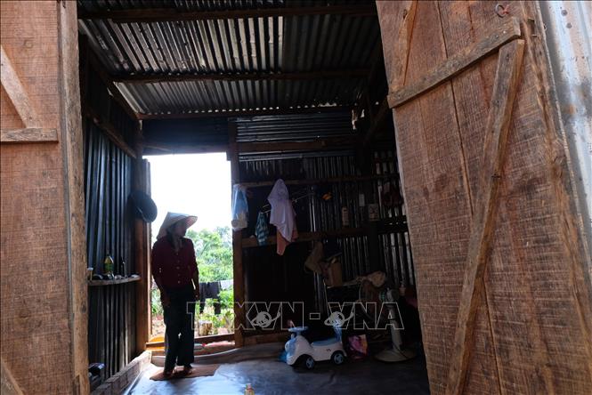 Nhiều năm qua, gia đình chị Ka Hes (xã Đinh Lạc, huyện Di Linh) ở trong căn nhà gỗ chưa tới 20m2. Ảnh: Nguyễn Dũng – TTXVN 