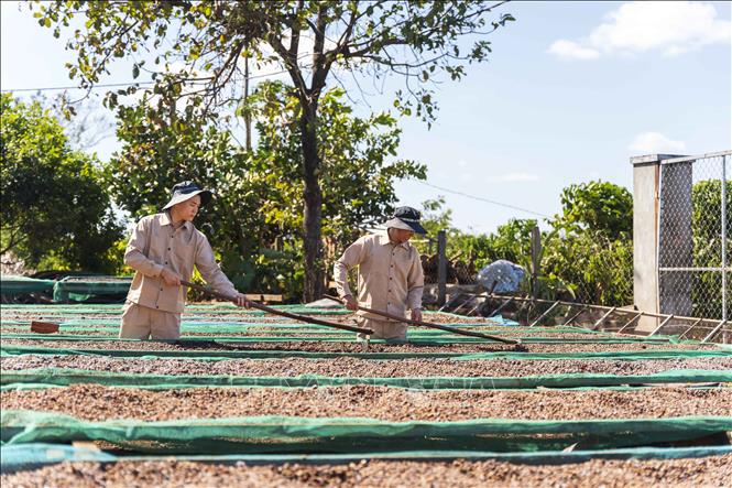 Processing specialty coffee at a farm of Ngon Avatar Gia Lai single-member limited liability company in Gia Lai province. Specialty coffee are made from the ripest coffee pods to ensure highest cup quality. VNA Photo