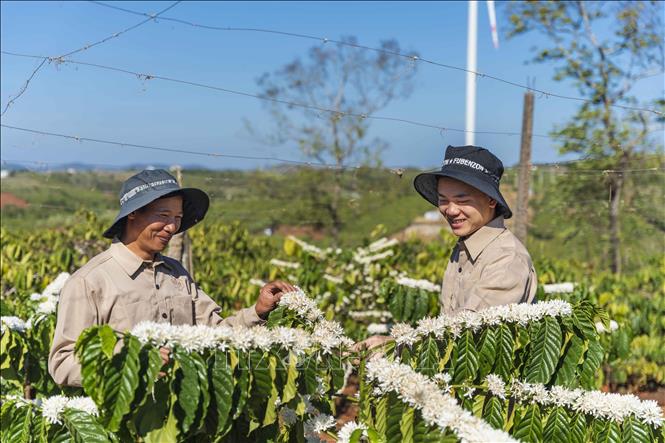 Gia Lai province's specialty coffee are grown organically, with strict quality control from harvest to table. VNA Photo