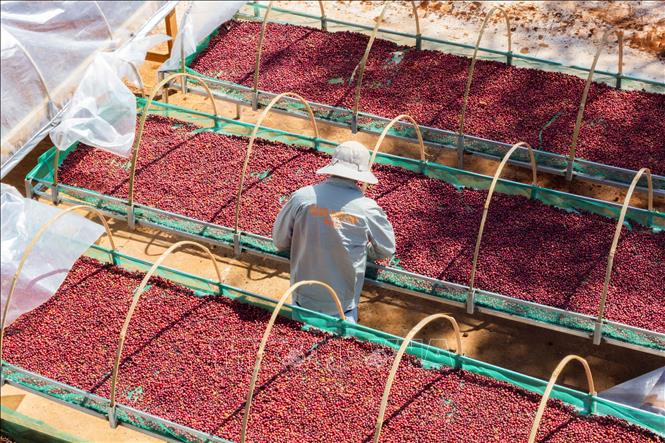 Gia Lai province's specialty coffee are grown organically with strict quality control from harvest to table. VNA Photo