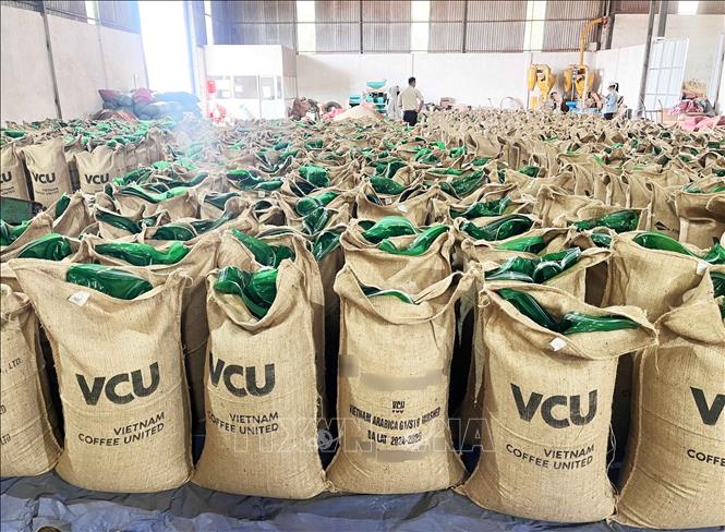 Green robusta beans ready for export at a factory of Vietnam Coffee United company, Gia Lai province. VNA Photo