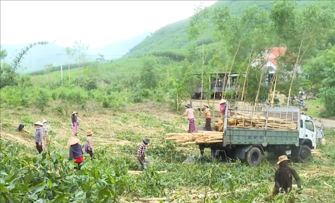Người dân xã vùng cao Long Môn, huyện Minh Long (Quảng Ngãi) được hỗ trợ sản xuất, nâng cao thu nhập, cải thiện đời sống. Ảnh: Hải Âu - TTXVN