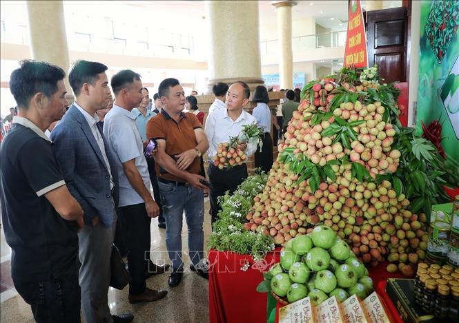 Các đại biểu tham quan các gian hàng trưng bày vải sớm. Ảnh: Danh Lam - TTXVN 