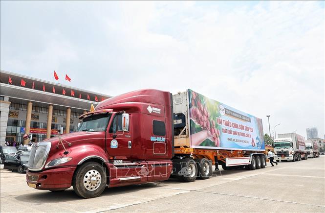 Đoàn xe vải thiều chín sớm đầu tiên xuất hành ra thị trường trong và ngoài nước. Ảnh: Danh Lam - TTXVN 