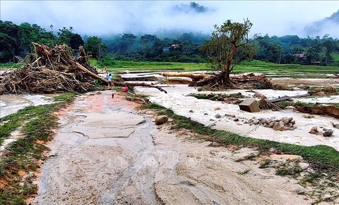Sau khi lũ quét càn qua, diện tích ruộng lúa của người dân đã bị tàn phá nghiêm trọng. Ảnh: TTXVN phát 