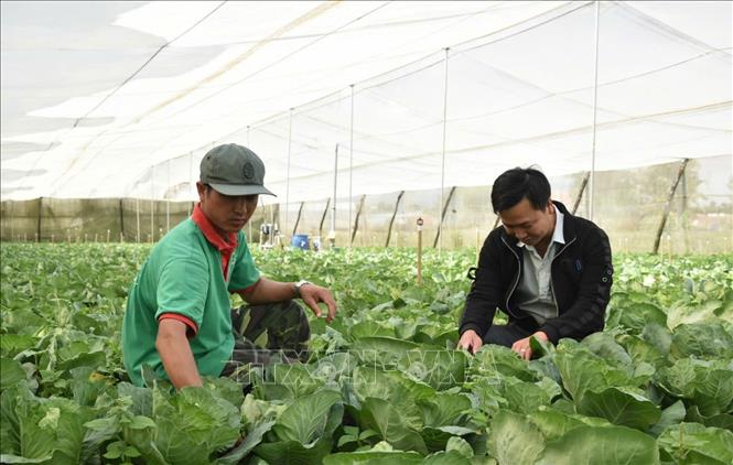 Vườn sú tim của một hộ dân huyện Đơn Dương (Lâm Đồng) đang chờ giá lên để thu hoạch, bán cho thương lái. Ảnh: TTXVN phát  