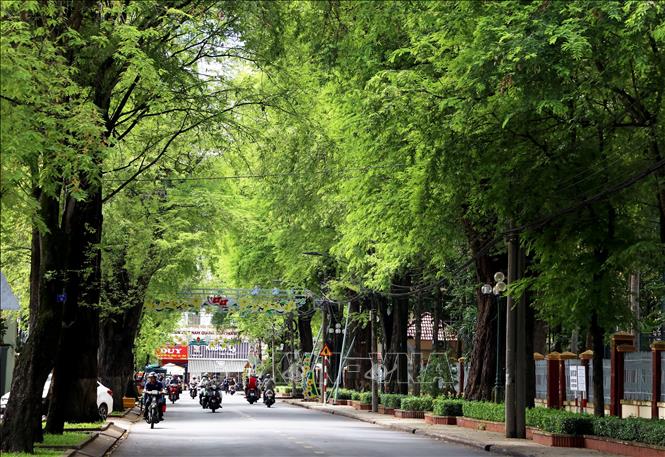 Đường 19 tháng 5 chạy qua trung tâm thành phố Trà Vinh rợp bóng hàng me. Ảnh: Hồng Đạt - TTXVN
