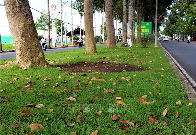 Không gian xanh mát trên hầu hết các tuyến đường trong thành phố Trà Vinh. Ảnh: Hồng Đạt - TTXVN
