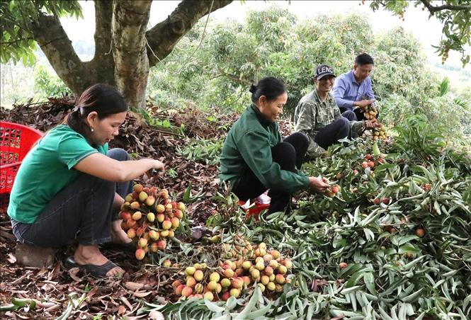 From early May, local people in Hung Long commune are busy with harvesting lychees to supply to the consumer market. VNA Photo: Tạ Toàn