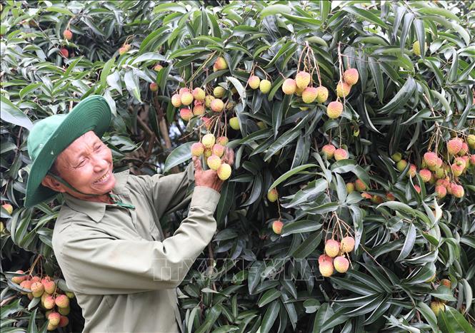 Thanks to the special lychee variety, the lives of local people in Hung Long commune have improved. VNA Photo: Tạ Toàn