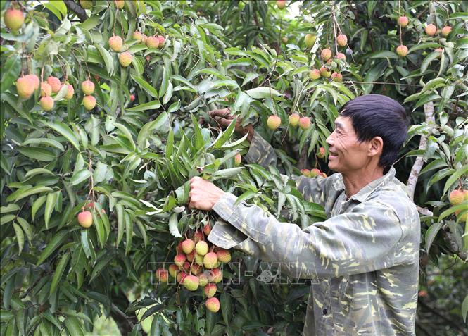 A farmer with total lychee area of 3 hectares can earn up to 350 million VND (13,466 USD) per year from lychee harvest. VNA Photo: Tạ Toàn