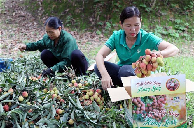 Hung Long commune's lychee variety is recognised under the trademark “Hung Long lychee” and earns a 3-star OCOP standard. VNA Photo: Tạ Toàn