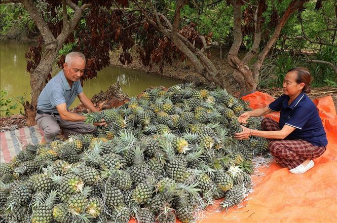 Dứa mới thu hoạch tại một hộ gia đình ở xã Bảo Sơn, huyện Lục Nam. Ảnh: Danh Lam -TTXVN 