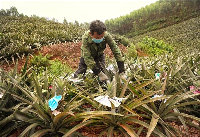 Thu hoạch dứa tại một hộ gia đình ở xã Bảo Sơn, huyện Lục Nam. Ảnh: Danh Lam - TTXVN 