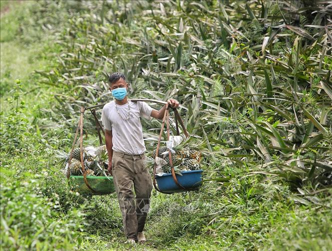 Thu hoạch dứa tại một hộ gia đình ở xã Bảo Sơn, huyện Lục Nam. Ảnh: Danh Lam - TTXVN  