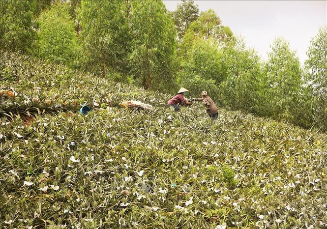 Thu hoạch dứa tại một hộ gia đình ở xã Bảo Sơn, huyện Lục Nam. Ảnh: Danh Lam - TTXVN 