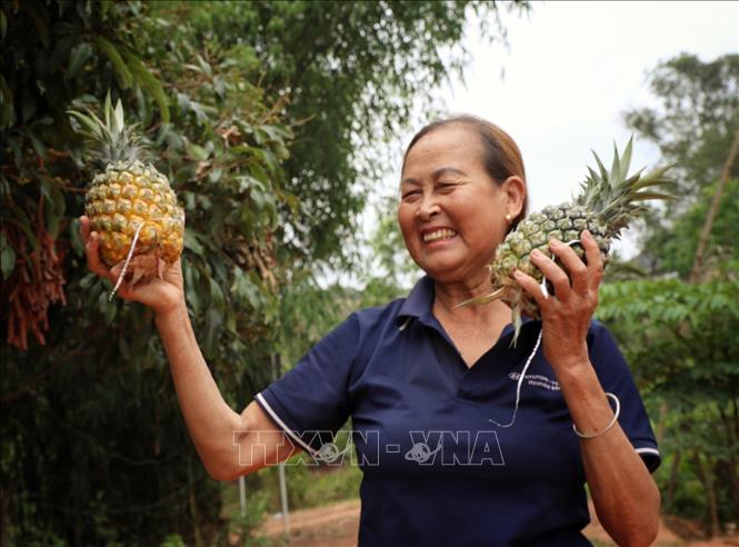 Niềm vui của người dân khi được mùa dứa. Ảnh: Danh Lam - TTXVN 