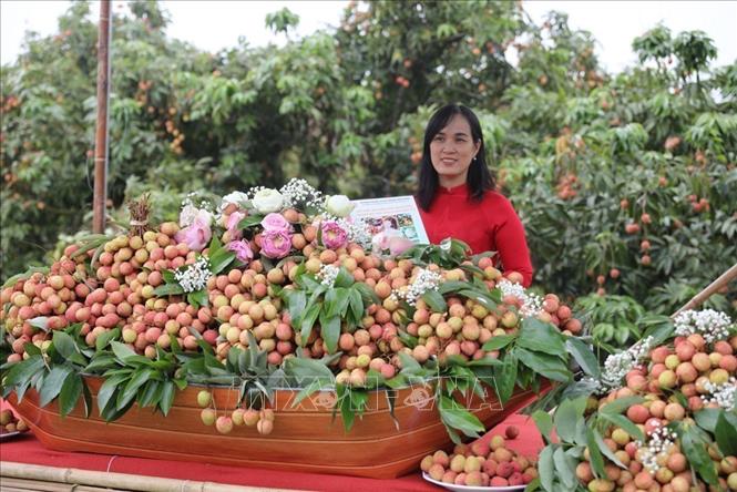 Năm 2025, sản lượng vải thiều Thanh Hà khoảng 38.000 tấn. Ảnh: Mạnh Minh - TTXVN