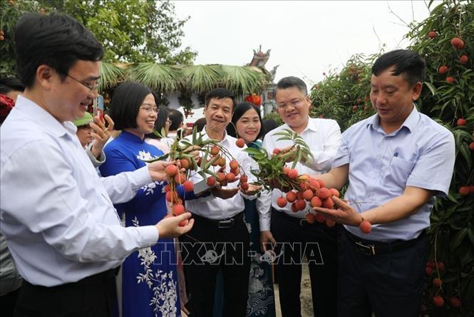 Các đại biểu tham gia trải nghiệm thu hoạch vải thiều năm 2025. Ảnh: Mạnh Minh - TTXVN
