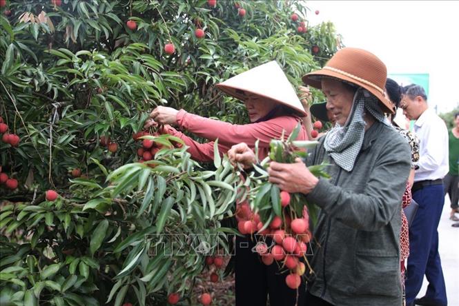 Niềm vui của người nông dân trồng vải Thanh Hà năm 2025. Ảnh: Mạnh Minh - TTXVN