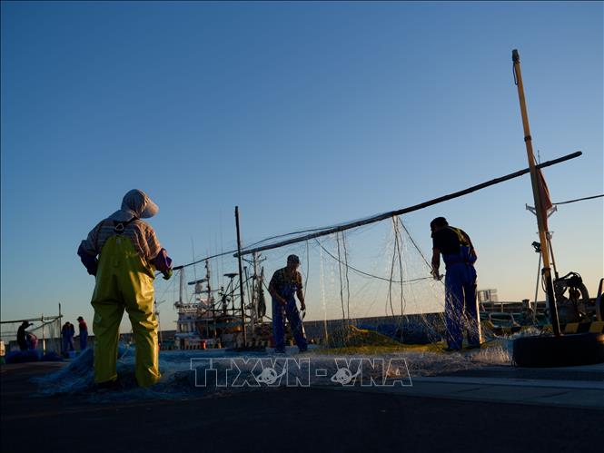 Ngư dân làm việc tại cảng cá ở thị trấn Shinchi, tỉnh Fukushima, Nhật Bản. Ảnh: THX/TTXVN