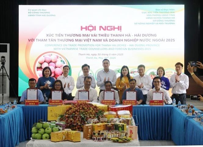 Doanh nghiệp ký kết biên bản hợp tác tiêu thụ với các hợp tác xã sản xuất vải thiều Thanh Hà năm 2025. Ảnh: Mạnh Minh- TTXVN