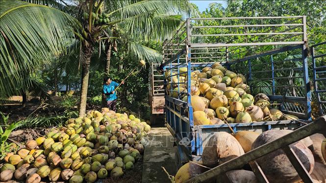 Nhà vườn Bến Tre thu hoạch dừa khô nguyên liệu. Ảnh: Công Trí - TTXVN