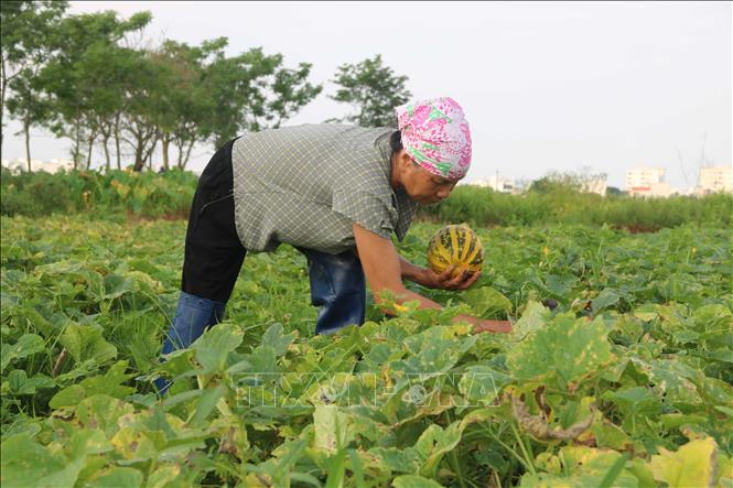 Nông dân xã Vũ Phúc (thành phố Thái Bình) thu hoạch dưa bở. Ảnh: Thu Hoài - TTXVN 