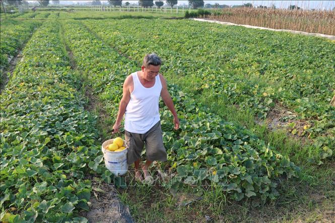 Nông dân xã Vũ Phúc (thành phố Thái Bình) thu hoạch dưa hồng. Ảnh: Thu Hoài - TTXVN 