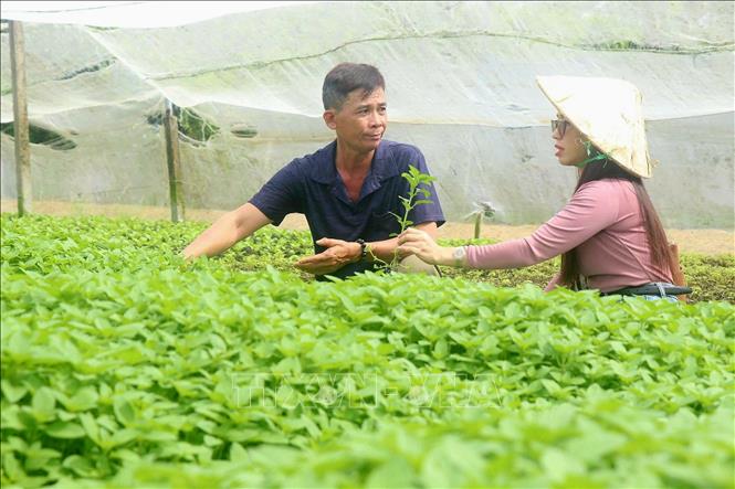 Theo ông Phạm Văn Lắm, mỗi tháng ông thu hoạch được khoảng 3 - 5 tấn rau (tùy mùa nắng, mùa mưa). Ảnh: Thu Hiền - TTXVN