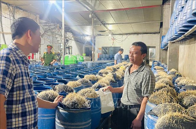 Lực lượng chức năng kiểm tra cơ sở sản xuất giá đỗ bằng hóa chất độc.Ảnh TTXVN Phát
