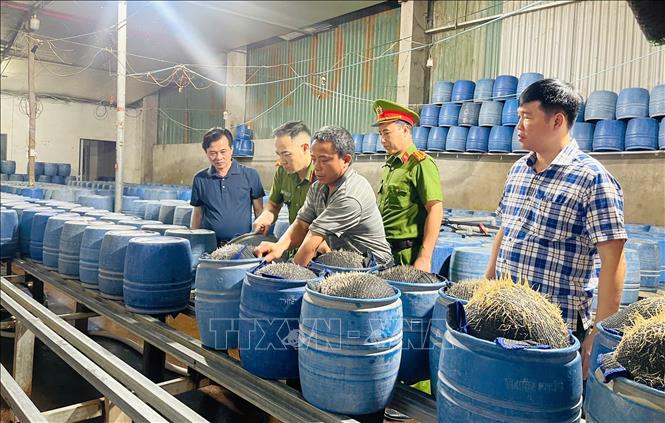 Lực lượng chức năng kiểm tra cơ sở sản xuất giá đỗ bằng hóa chất độc. Ảnh TTXVN Phát
