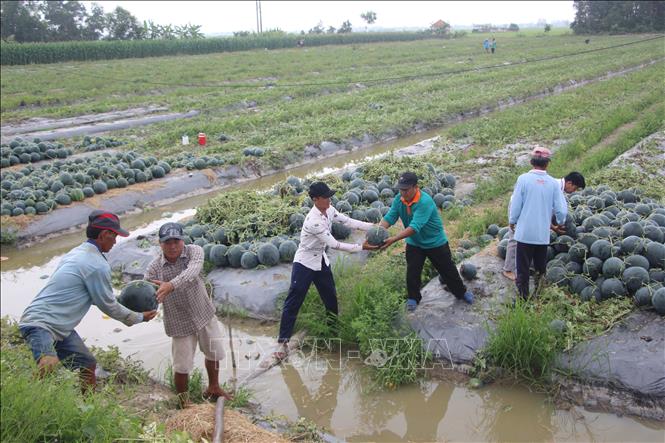 Mô hình đưa màu xuống chân ruộng giúp người dân vùng nông thôn có thu nhập ổn định. Ảnh (tư liệu): Chanh Đa-TTXVN  
