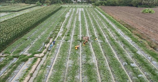 Mô hinh sản xuất màu của người dân huyện Phước Long (tỉnh Bạc Liêu) nhìn từ trên cao. Ảnh (tư liệu): Chanh Đa-TTXVN  