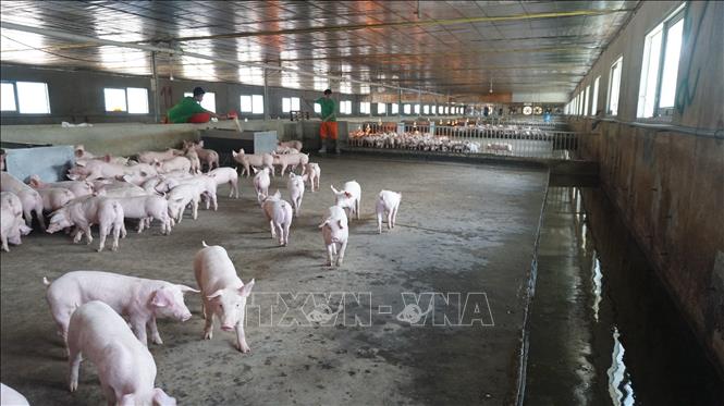 Trang trại chăn nuôi lợn ở huyện Tân Châu, tỉnh Tây Ninh được nuôi nhốt trong môi trường trang trại lạnh, đảm bảo an toàn dịch bệnh.  Ảnh: Thanh Tân - TTXVN                                          