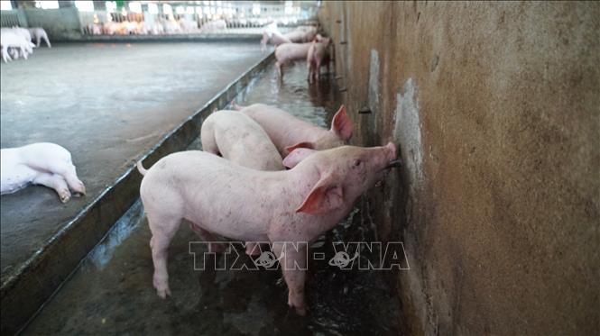Lợn được nuôi trong môi trường trang trại lạnh, đảm bảo an toàn dịch bệnh.  Ảnh: Thanh Tân - TTXVN                                       