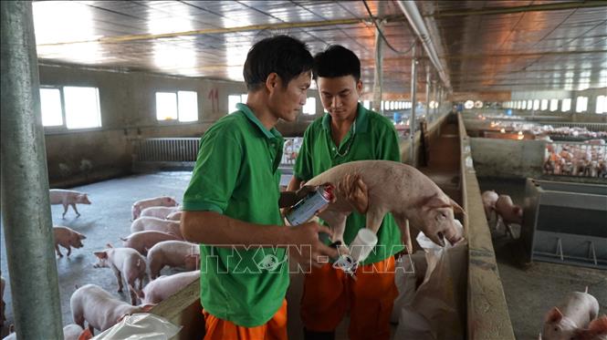 Lợn con được tiêm phòng đầy đủ các loại dịch bệnh tại trang trại nuôi tập trung. Ảnh: Thanh Tân - TTXVN                         
