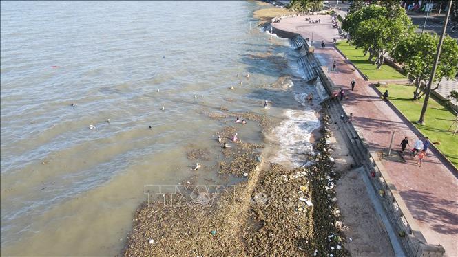 Bãi biển Bãi Trước, thành phố Vũng Tàu là bãi biển thường được người dân địa phương và du khách tắm vào mỗi buổi sáng và buổi chiều trong ngày. Những ngày qua, người dân phải bơi ra xa bờ tránh rác đại dương. Ảnh: Huỳnh Sơn-TTXVN