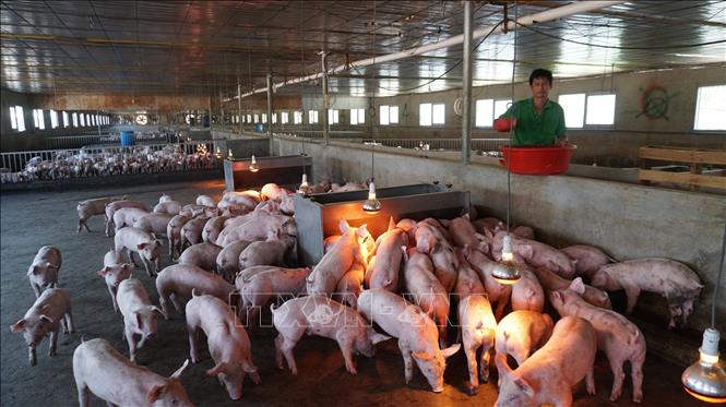 Trang trại chăn nuôi lợn ở huyện Tân Châu, tỉnh Tây Ninh được nuôi nhốt trong môi trường trang trại lạnh, đảm bảo an toàn dịch bệnh.  Ảnh: Thanh Tân - TTXVN                                    