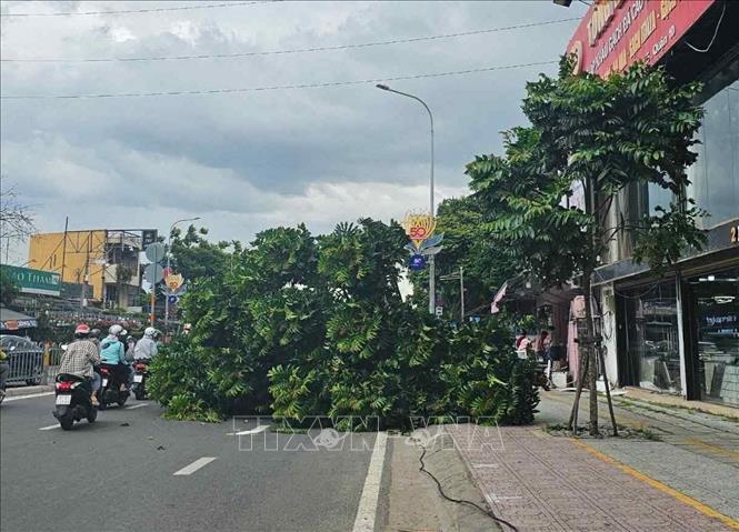 Hiện trường cây đổ trên đường Thành Thái, Quận 10. Ảnh: TTXVN phát
