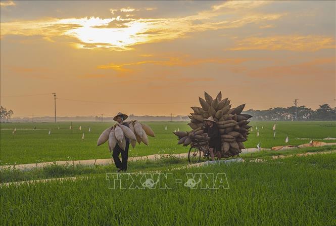 Hình ảnh những chiếc đó cùng với người nông dân đi qua cánh đồng lúa đã tạo nên bức tranh làng quê Thủ Sỹ bình yên và đậm đà nét văn hóa vùng đồng bằng Bắc bộ. Ảnh: Khánh Hoà – TTXVN 