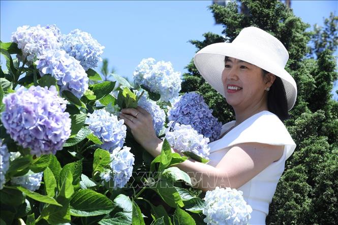Du khách thích thú ngắm hoa Cẩm tú cầu trên đỉnh núi Mẫu Sơn. Ảnh: Anh Tuấn – TTXVN