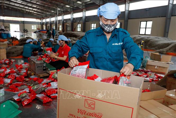 HTX Miến Việt Cường, Đồng Hỷ, Thái Nguyên với 50 thành viên, hơn 30 lao động thường xuyên chuyên sản xuất miến các loại tiêu thụ trong nước và xuất khẩu. Ảnh: Trần Việt - TTXVN