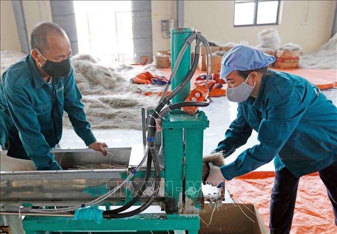 HTX Miến Việt Cường, Đồng Hỷ, Thái Nguyên với 50 thành viên, hơn 30 lao động thường xuyên chuyên sản xuất miến các loại tiêu thụ trong nước và xuất khẩu. Ảnh: Trần Việt - TTXVN