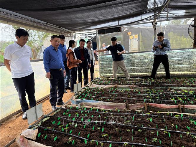 Sâm nuôi cấy mô trong nhà màng của Công ty Cổ phần rượu sâm Ngọc Linh Kon Tum. Ảnh: Cao Nguyên - TTXVN