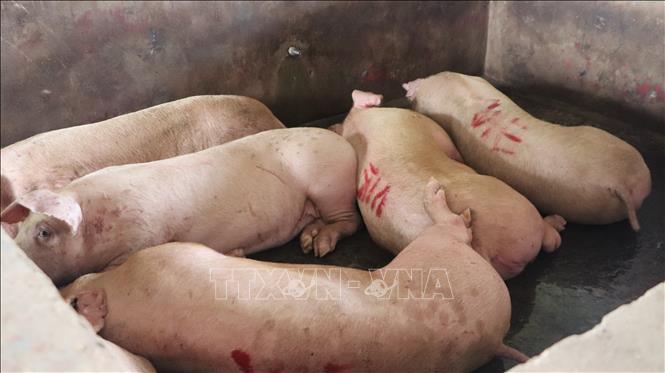 Heo lưu chuồng tại thời điểm kiểm tra Cơ sở giết mổ N.Đ.H.G. Ảnh: Nguyễn Hằng - TTXVN