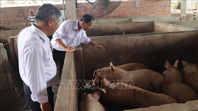 Kiểm tra khu vực lưu heo chờ giết mổ tại Cơ sở giết mổ N.Đ.H.G. Ảnh: Nguyễn Hằng - TTXVN