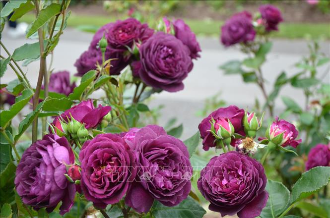 Giống hồng tím quý hiếm trong Vườn hồng Queen Mary. Ảnh: Minh Hợp-Phóng viên TTXVN tại Anh