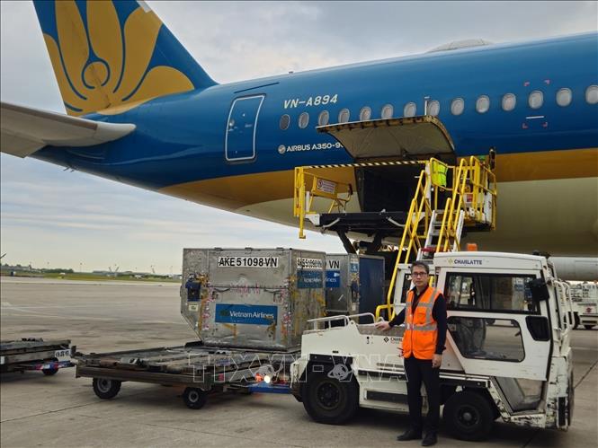 Những lô hàng vải thiều Hải Dương đầu tiên đã được hãng hàng không Vietnam Airlines chuyên chở đã hạ cánh tại sân bay quốc tế Charles de Gaulle của thủ đô Paris. Ảnh: Nguyễn Thu Hà - P/v TTXVN tại Pháp
